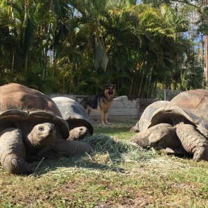Aldabra Breeders