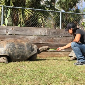 Aldabra Breeders