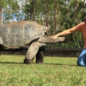 Aldabra Breeders