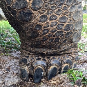 Aldabra Breeders