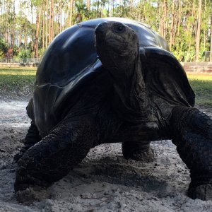 Aldabra Breeders