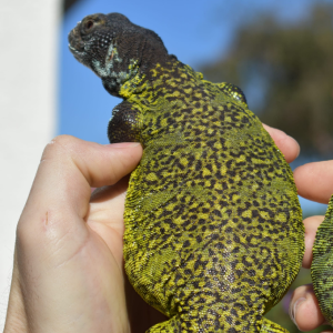 Male Green Moroccan