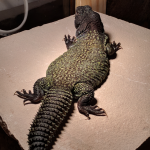 Male Green Moroccan