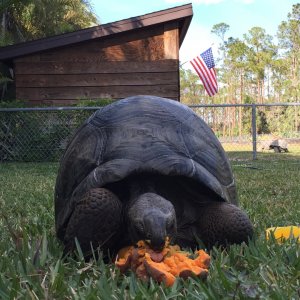 Aldabra Breeders