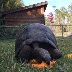 Aldabra Breeders