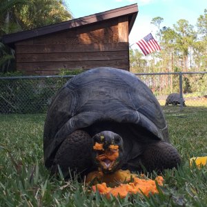 Aldabra Breeders