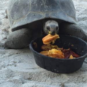 Aldabra Breeders
