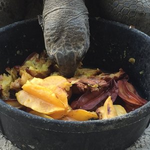 Aldabra Breeders