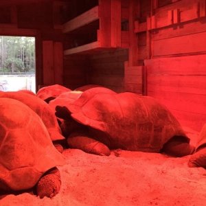 Aldabra Breeders