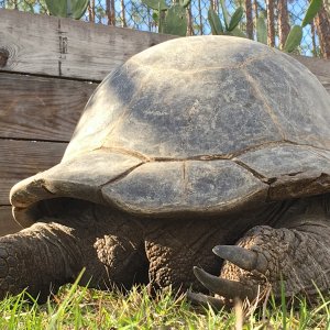 Aldabra Breeders
