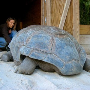 Aldabra Breeders