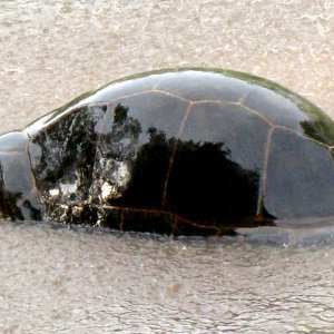Aldabra Breeders