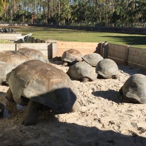 Aldabra Breeders