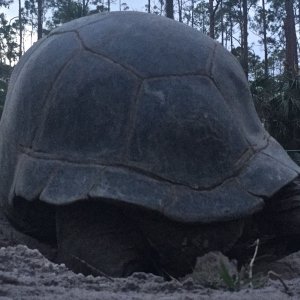 Aldabra Breeders