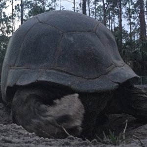 Aldabra Breeders