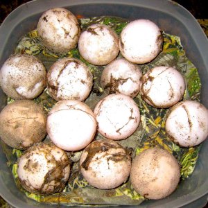 Aldabra Breeders