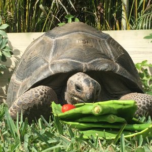 Aldabra Breeders