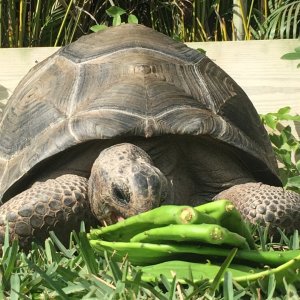 Aldabra Breeders