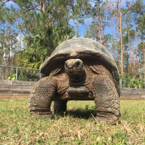 Aldabra Breeders
