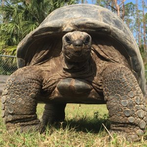 Aldabra Breeders