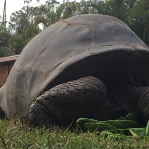 Aldabra Breeders