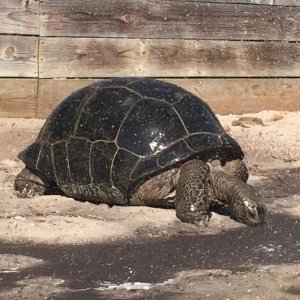 Aldabra Breeders