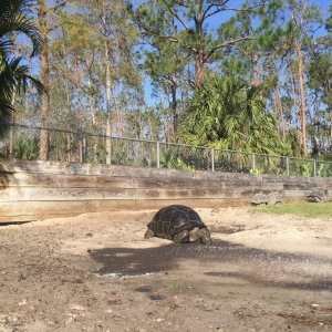 Aldabra Breeders