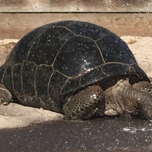 Aldabra Breeders