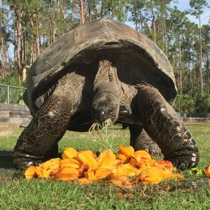 Aldabra Breeders