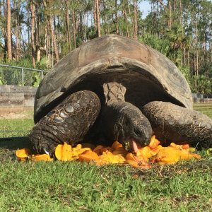Aldabra Breeders