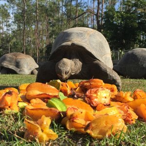 Aldabra Breeders