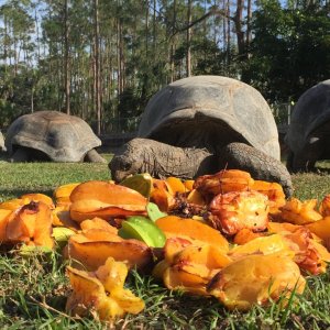 Aldabra Breeders
