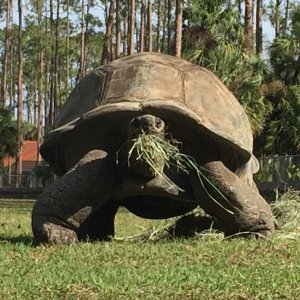 Aldabra Breeders