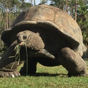Aldabra Breeders