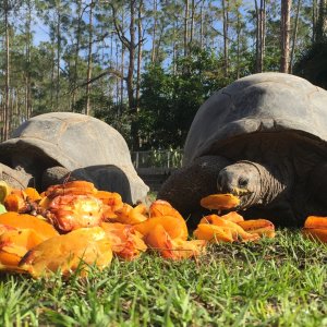 Aldabra Breeders