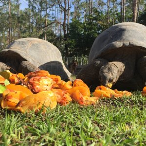 Aldabra Breeders