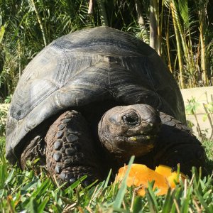 Aldabra Breeders