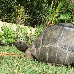 Aldabra Breeders