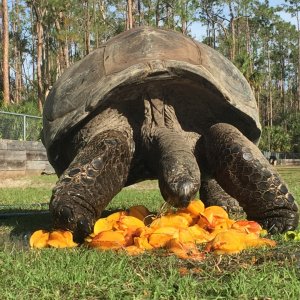 Aldabra Breeders