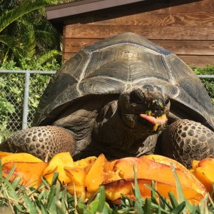 Aldabra Breeders