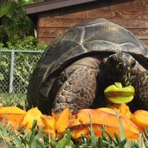 Aldabra Breeders