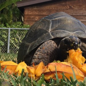 Aldabra Breeders