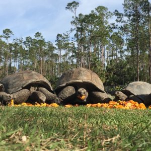 Aldabra Breeders