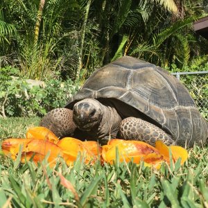 Aldabra Breeders