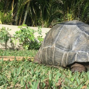 Aldabra Breeders