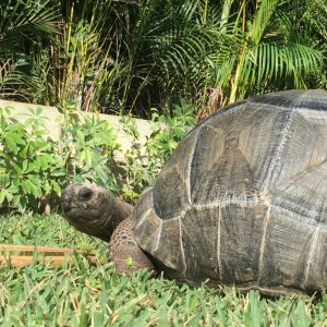 Aldabra Breeders