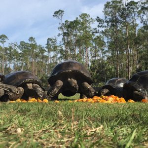 Aldabra Breeders