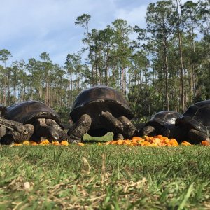 Aldabra Breeders
