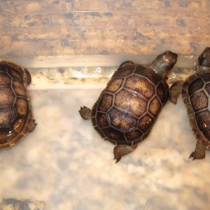 Aldabra Breeders