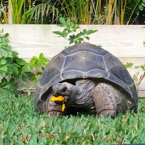 Aldabra Breeders